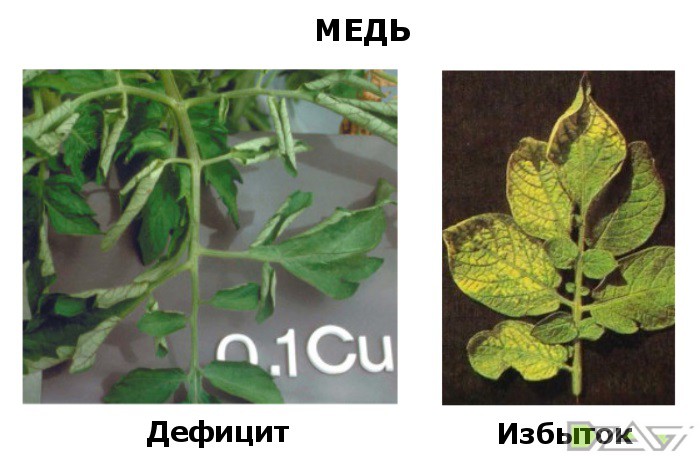 Недостаток и избыток питательных веществ